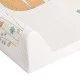 CebaBaby vystymo lenta Comfort lapė – ilga, kietu pagrindu (80 cm) CebaBaby vystymo lenta Comfort lapė – ilga, kietu pagrindu (80 cm)